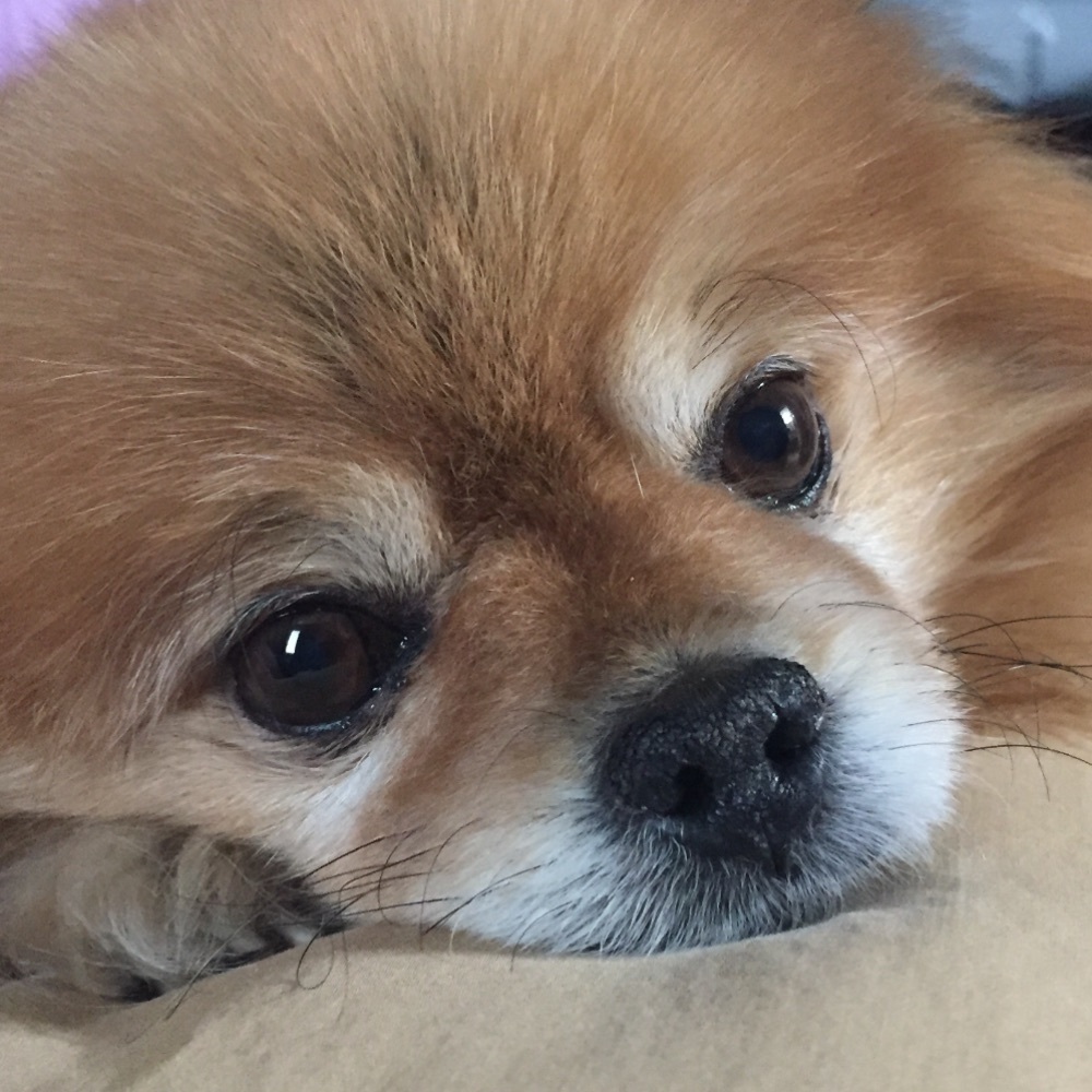 Meet your Posher, Cassidy